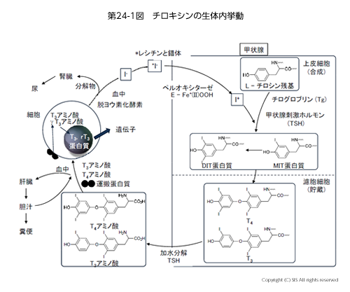 チロキシンの生体内挙動