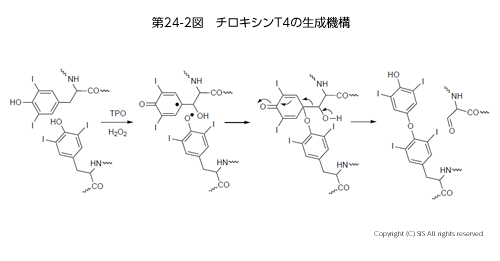 チロキシンの生体内挙動